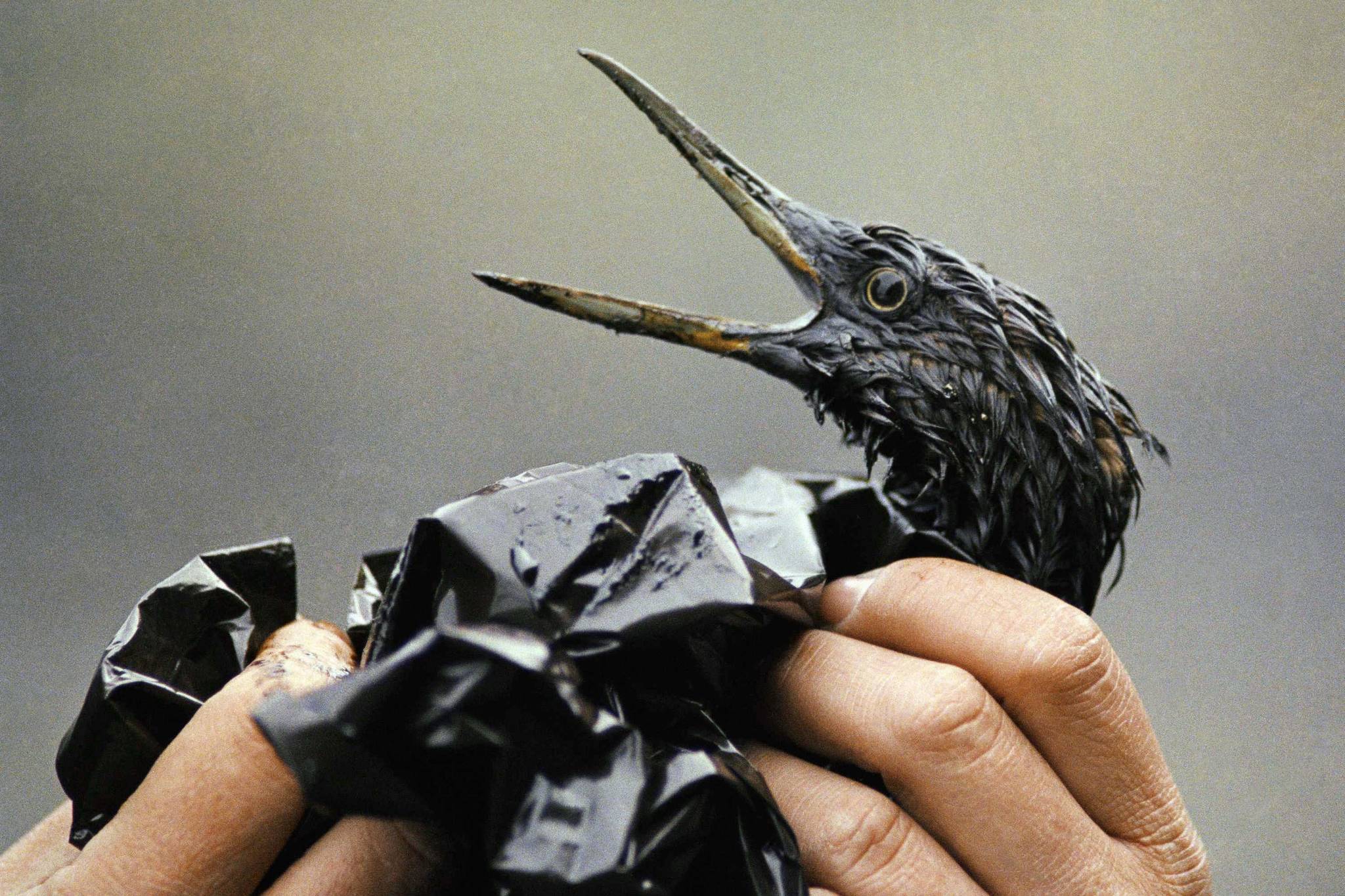 In this April 1989, file photo, an oil covered bird is examined on an island in Prince William Sound, Alaska, after the Exxon Valdez spill. Thirty years after the supertanker Exxon Valdez hit a reef and spilled about 11 million gallons of oil in Prince William Sound, the state of Alaska is looking whether to change its requirements for oil spill prevention and response plans, a move that one conservationist says could lead to a watering down of environmental regulations. (AP Photo/Jack Smith, File)