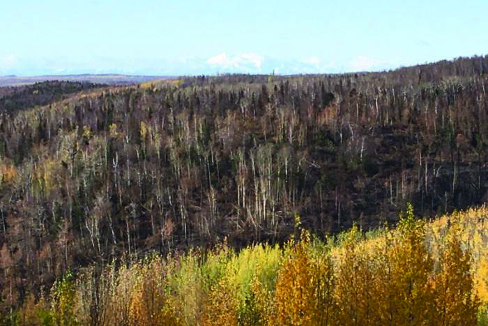 Areas burned by the Swan Lake Fire can be seen from Vista Trail at Upper Skilak Campground in Oct. 6, 2019. (Photo by Jeff Helminiak/Peninsula Clarion)