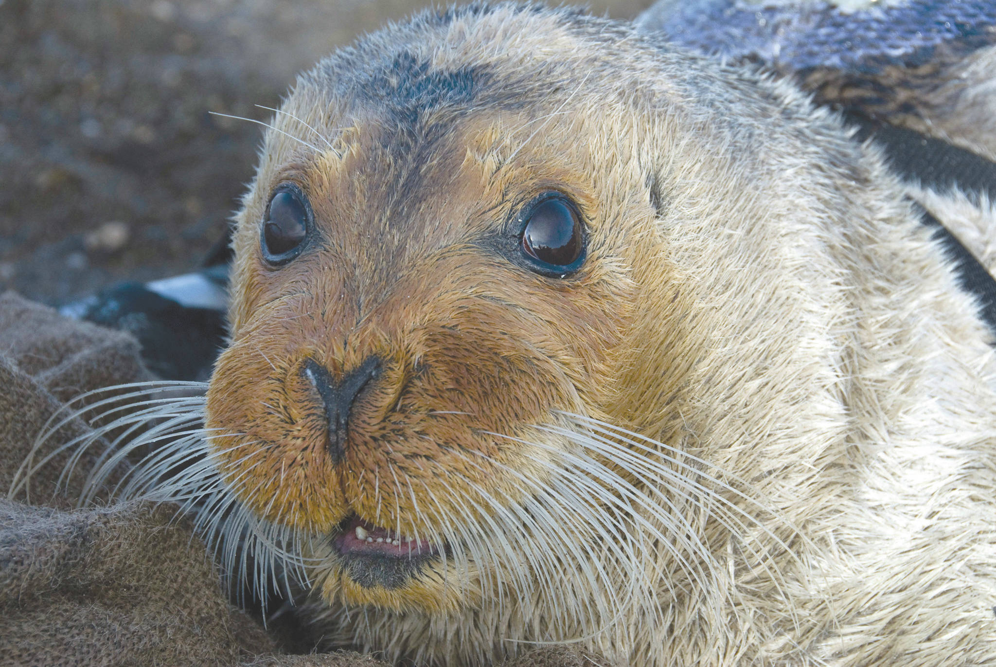 Michael Cameron / NOAA Fisheries Service                                A federal agency will decide by September how much ocean and coast will be designated as critical habitat for two ice seal species found in Alaska. The Center for Biological Diversity announced Monday, it had reached an agreement with the Commerce Department for the Trump administration to issue a critical habitat rule for ringed and bearded seals (above).