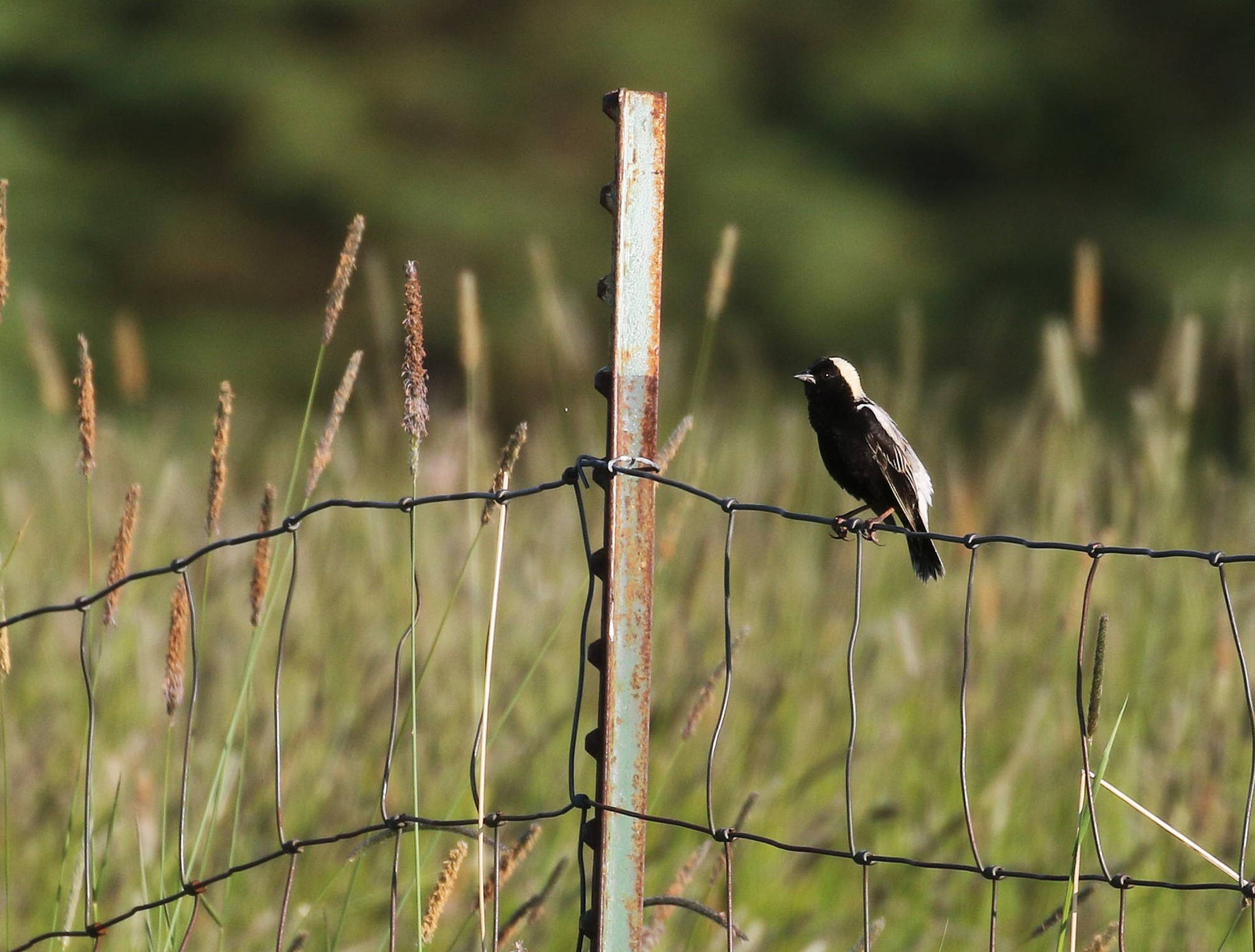 This adult male Bobolink was singing and displaying in a distant field near Homer, Alaska. With the aid of a 500mm lens, astute birders documented the first occurrence of this species on the Kenai Peninsula. (Photo by Sarah Dzielski)