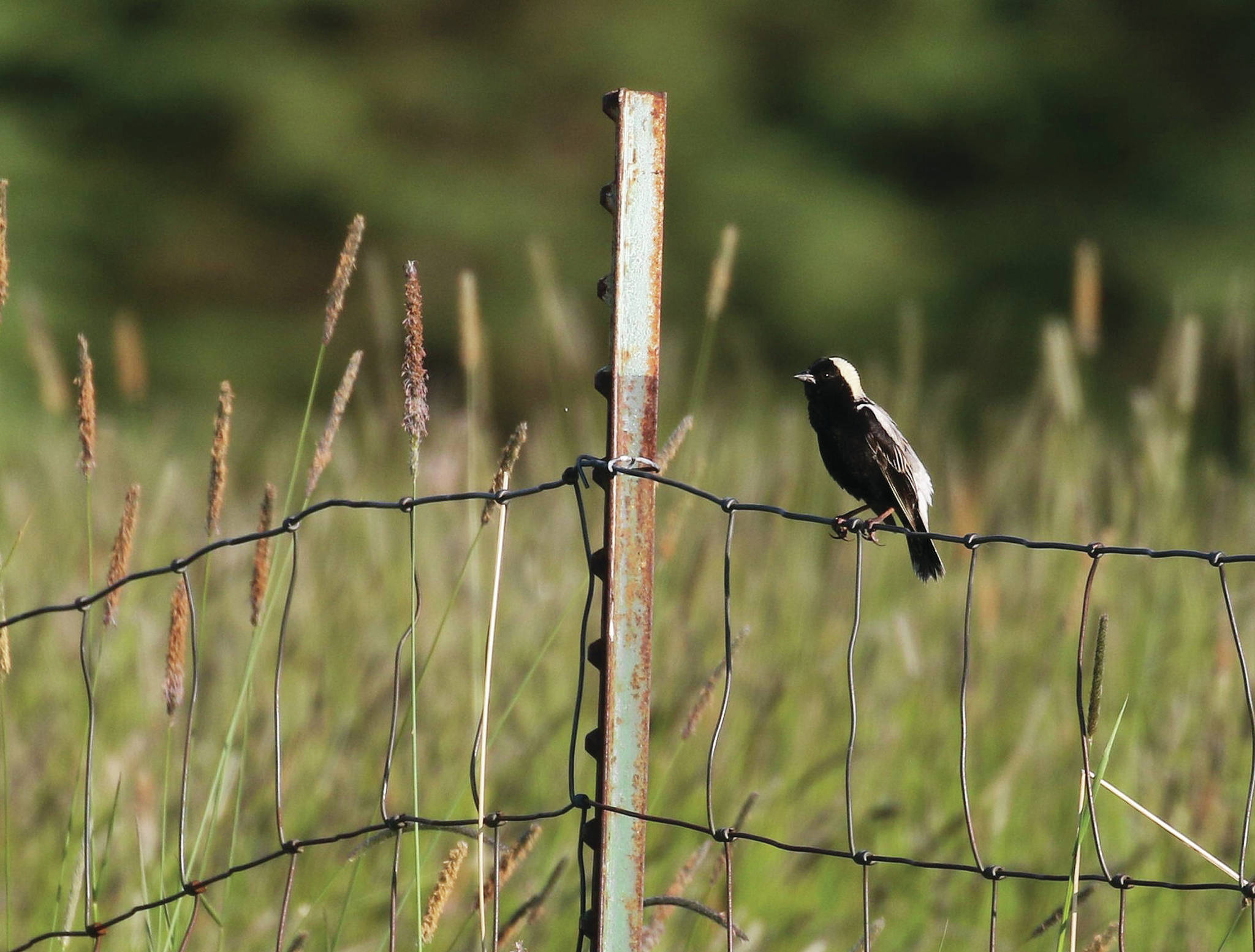 This adult male Bobolink was singing and displaying in a distant field near Homer, Alaska. With the aid of a 500mm lens, astute birders documented the first occurrence of this species on the Kenai Peninsula. (Photo by Sarah Dzielski)