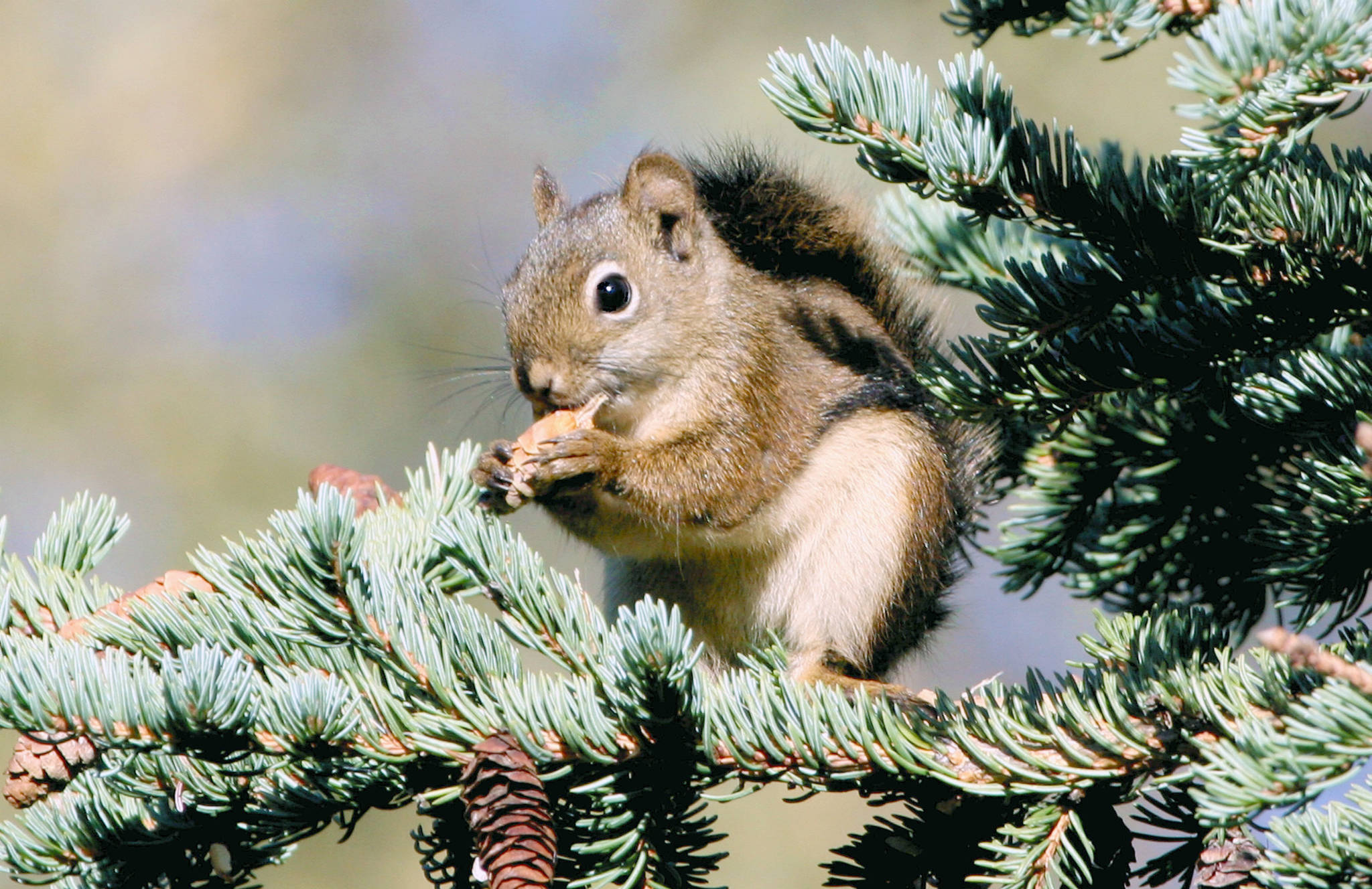 An American red squirrel eating white spruce seeds. (Photo by Courtney Celley/USFWS)
