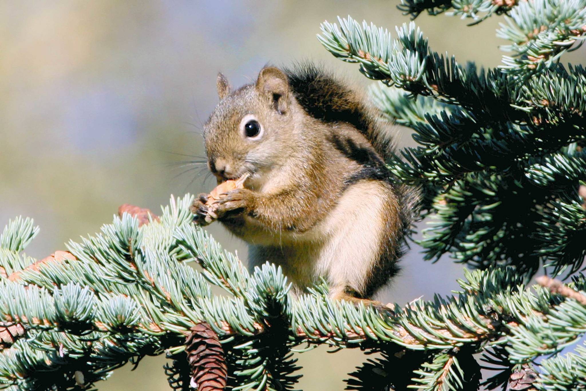 An American red squirrel eating white spruce seeds. (Photo by Courtney Celley/USFWS)