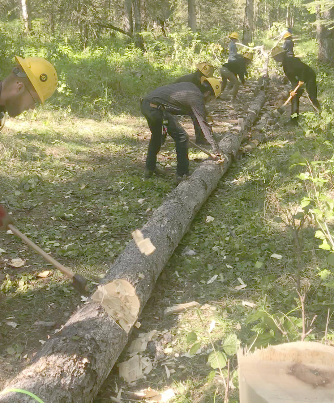 Student Conservation Association crewmembers work with axes and a crosscut saw to remove a tree from Pollard Horse Trail in 2019. (Photo provided by Kenai National Wildlife Refuge)