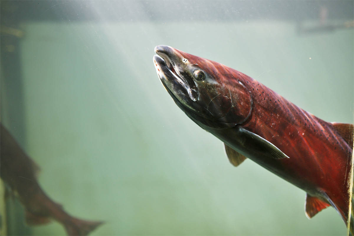 A Chinook salmon pictured in Oregon’s McKenzie River. This adult fish is shorter in length than its predecessors were.                                (File photo)