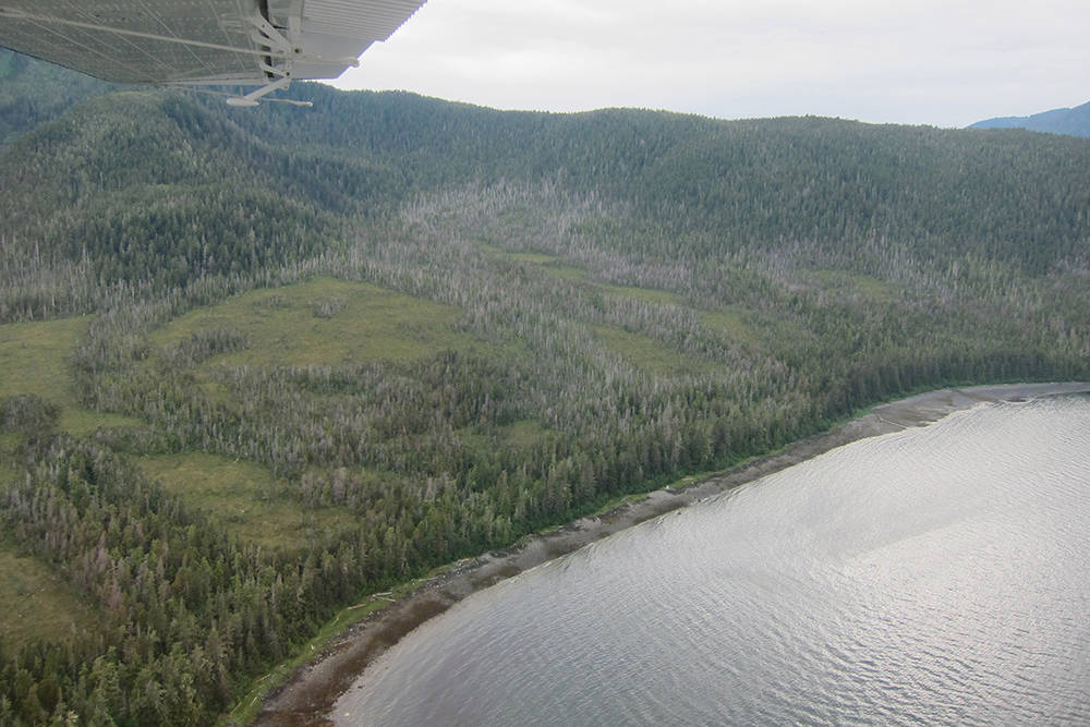 Dead yellow cedar could be a viable timber product, study says