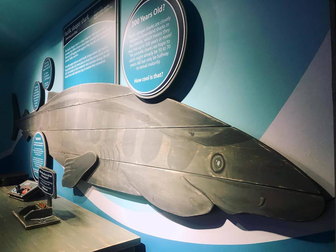 The new exhibit at the Alaska SeaLife Center focuses on the center’s ongoing research, Tuesday, July 23, 2019, in Seward, Alaska. (Photo courtesy of the Alaska SeaLife Center)