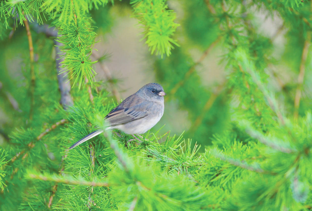 Refuge notebook: Wintering sparrows find their way to Kenai