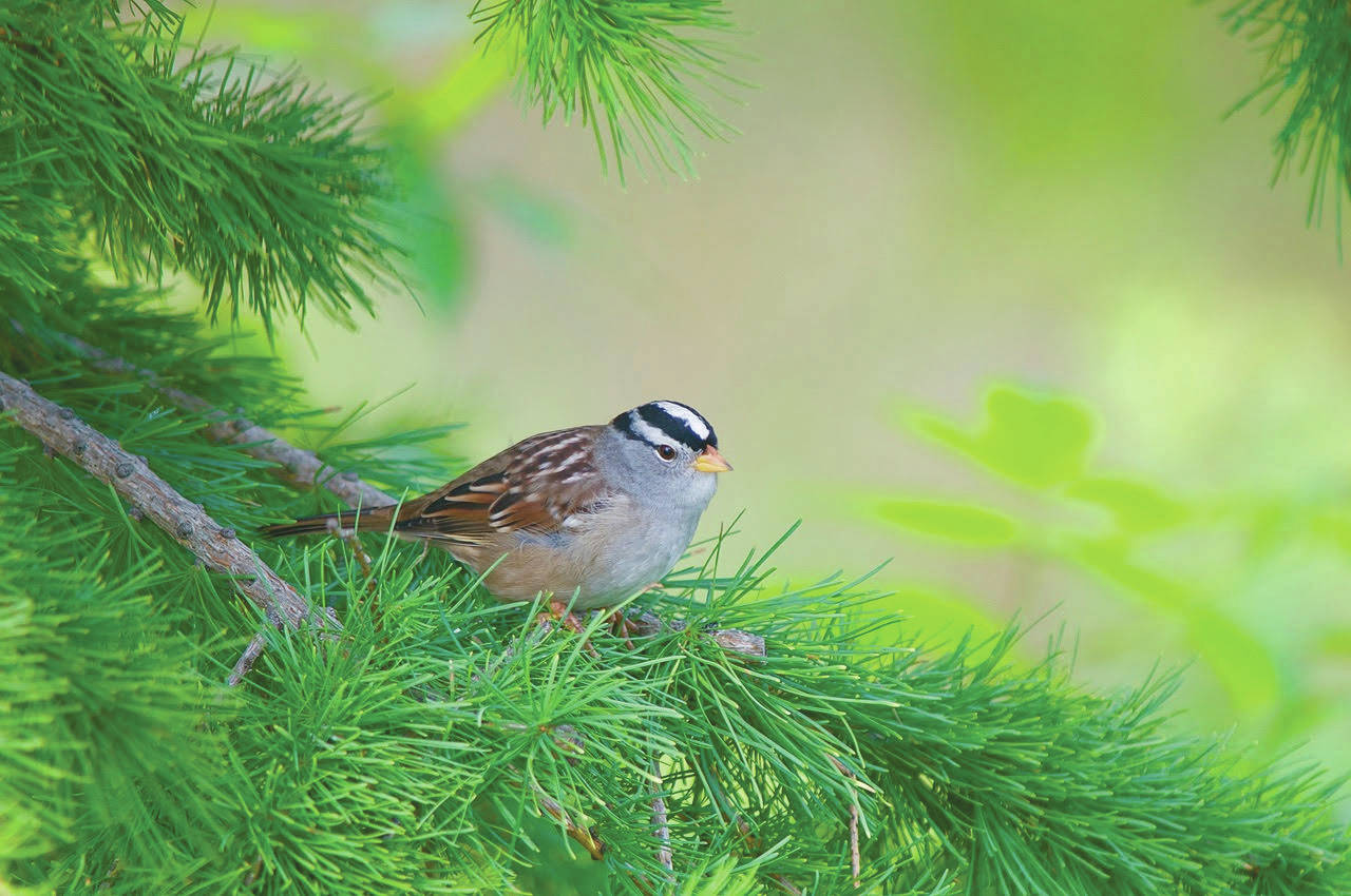 Refuge notebook: Wintering sparrows find their way to Kenai