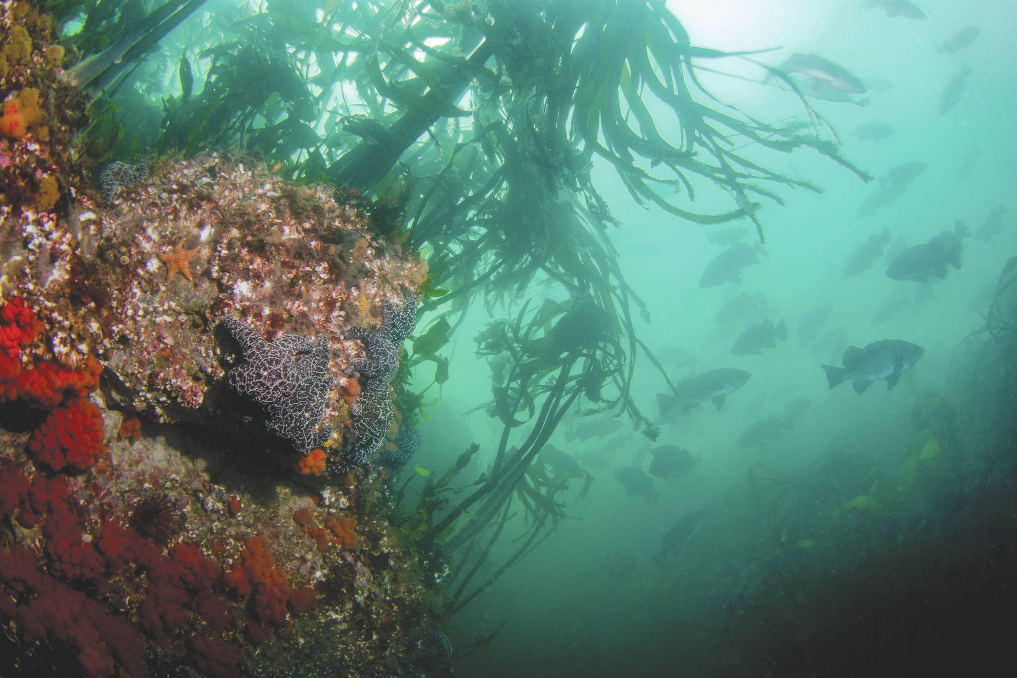 Underwater sea life can be seen in the waters near Resurrection Bay, near Seward, Alaska. (Photo courtesy Kenny Regan)
