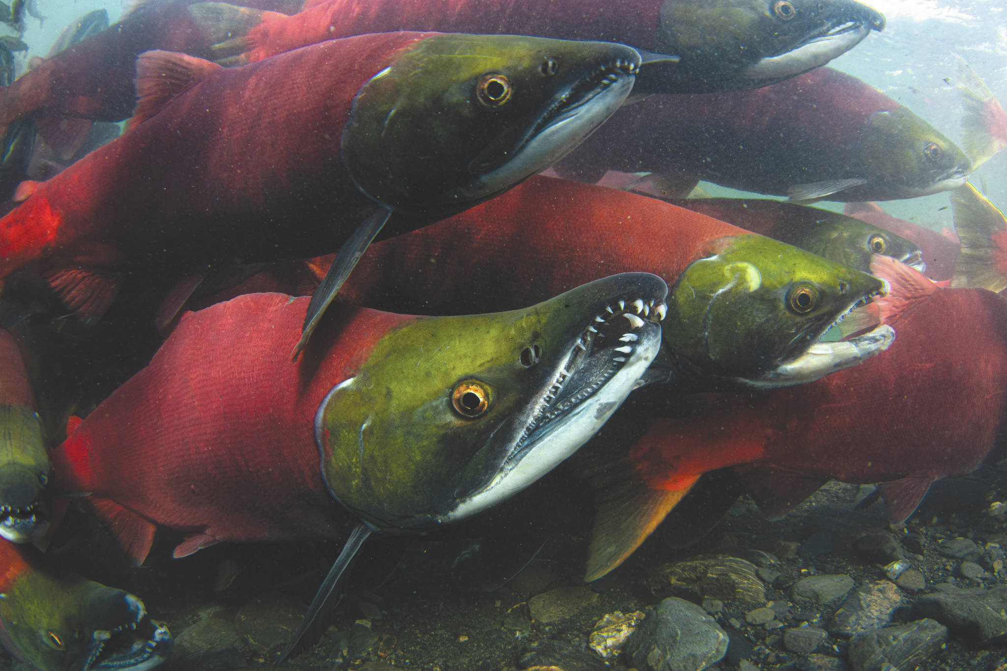 Photo courtesy Kenny Regan                                Salmon can be seen in the waters of Bear Lake near Seward.