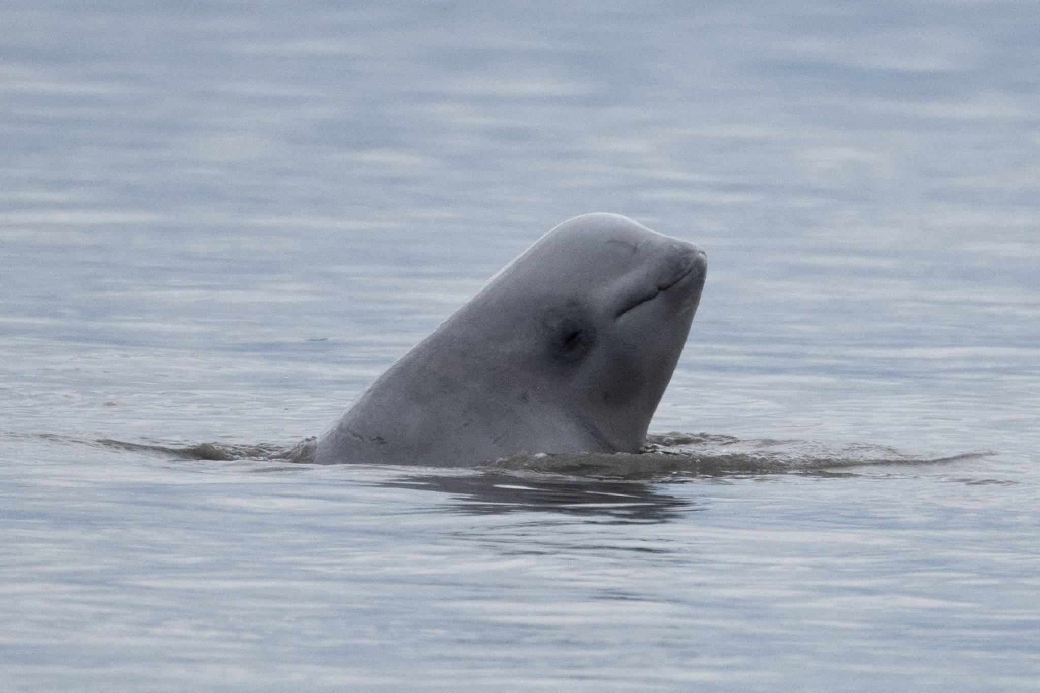 In this photo taken Aug. 25, 2017, provided by NOAA Fisheries, a newborn beluga whale calf sticks its head out of the water in upper Cook Inlet, Alaska. The population of endangered beluga whales in Alaska’s Cook Inlet continues to decline, federal marine mammal authorities announced Tuesday, Jan. 28, 2020. A biennial survey conducted by the fisheries arm of the National Oceanic and Atmospheric Administration estimated the population of the white whales at 250 to 317, with a median estimate of 279. (NOAA Fisheries via AP)