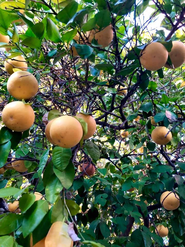 The famous grapefruit tree of Tucson, Arizona. (Photo by Victoria Petersen/Peninsula Clarion)