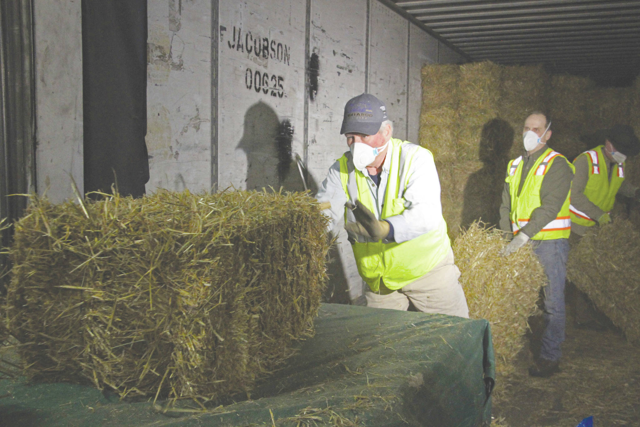 Stan Moll throws bales of hay onto a makeshift table in Anchorage, Alaska, on Thursday, Feb. 13, 2020, so other Iditarod volunteers could place the bales into plastic bags. About 1,500 bales will be flown to checkpoints along the Iditarod Trail Sled Dog Race, which begins March 7, and will be put down on the snow and ice so the canine participants in the race have a warm place to sleep. (AP Photo/Mark Thiessen)