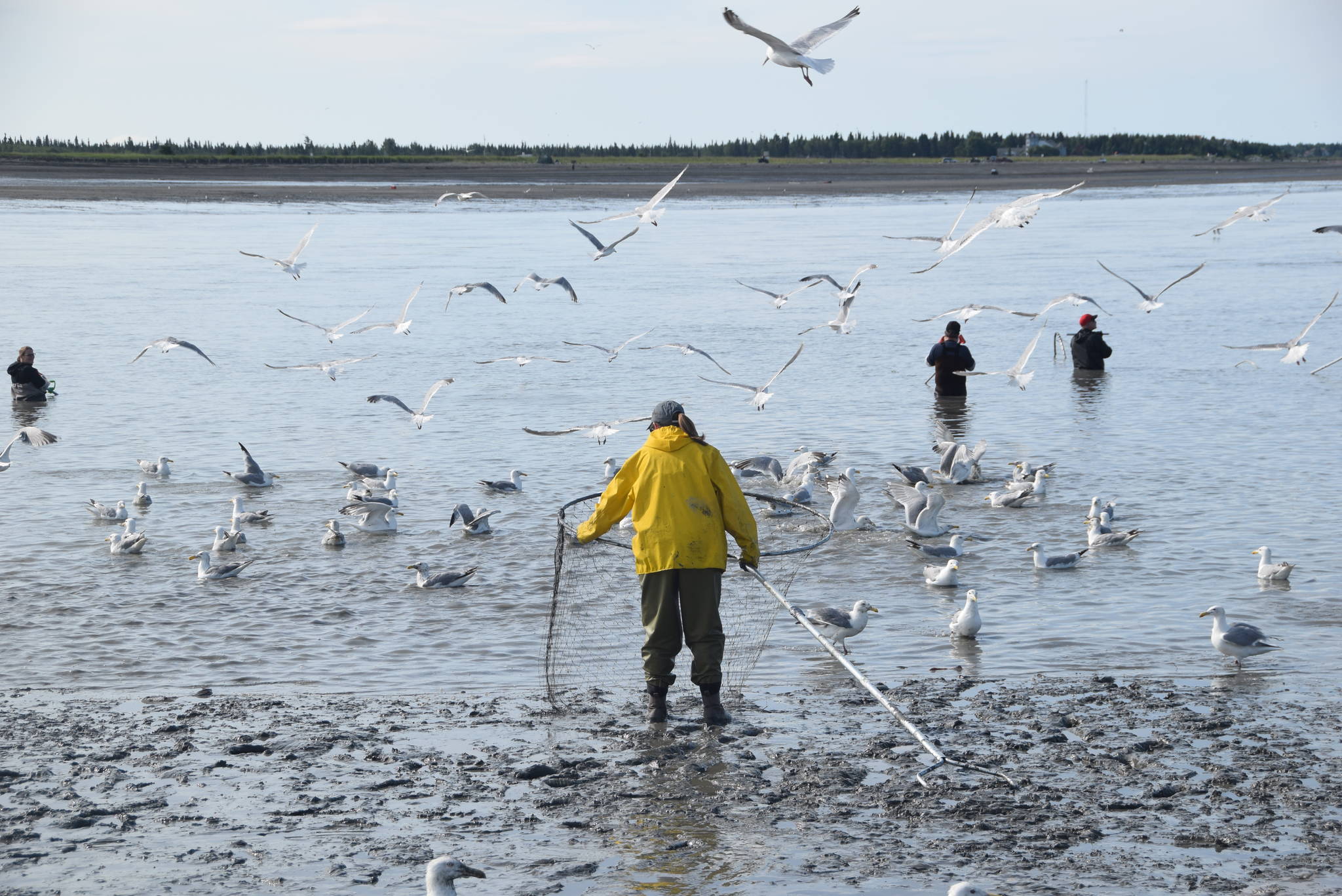 Alaskans dip net for salmon on the Kenai River on July 17, 2019. (Photo by Brian Mazurek/Peninsula Clarion)