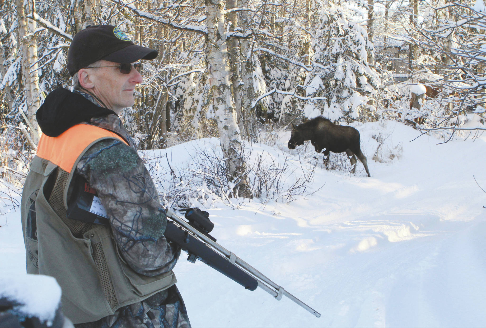 In this Feb. 23, 2018, file photo, Dave Battle of the Alaska Department Fish and Game waits for a moose to move off after he fired a dart into its side that’s collects a skin sample in Anchorage, Alaska. Flight rules over the city prevent the department from conducting traditional aerial surveys of moose so the department conducts a ground survey. Using reports called in by citizens, biologists drive to neighborhoods and collect DNA samples with the dart projectors that look like hunting rifles. (AP Photo/Dan Joling, File)