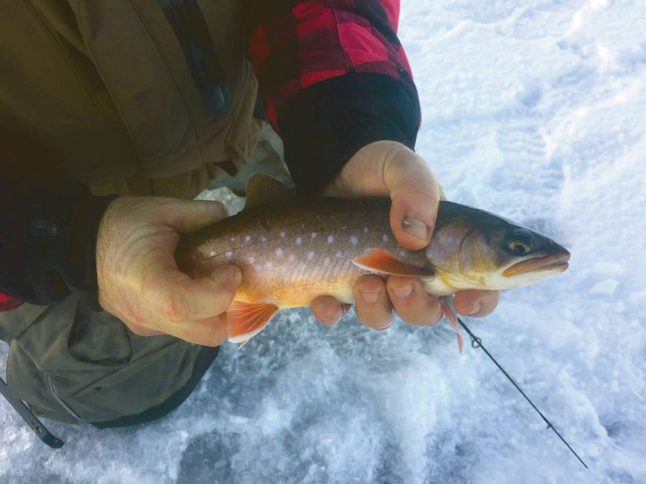 A beautiful Arctic char. (Photo by Nate Perrine/Kenai National Wildlife Refuge)