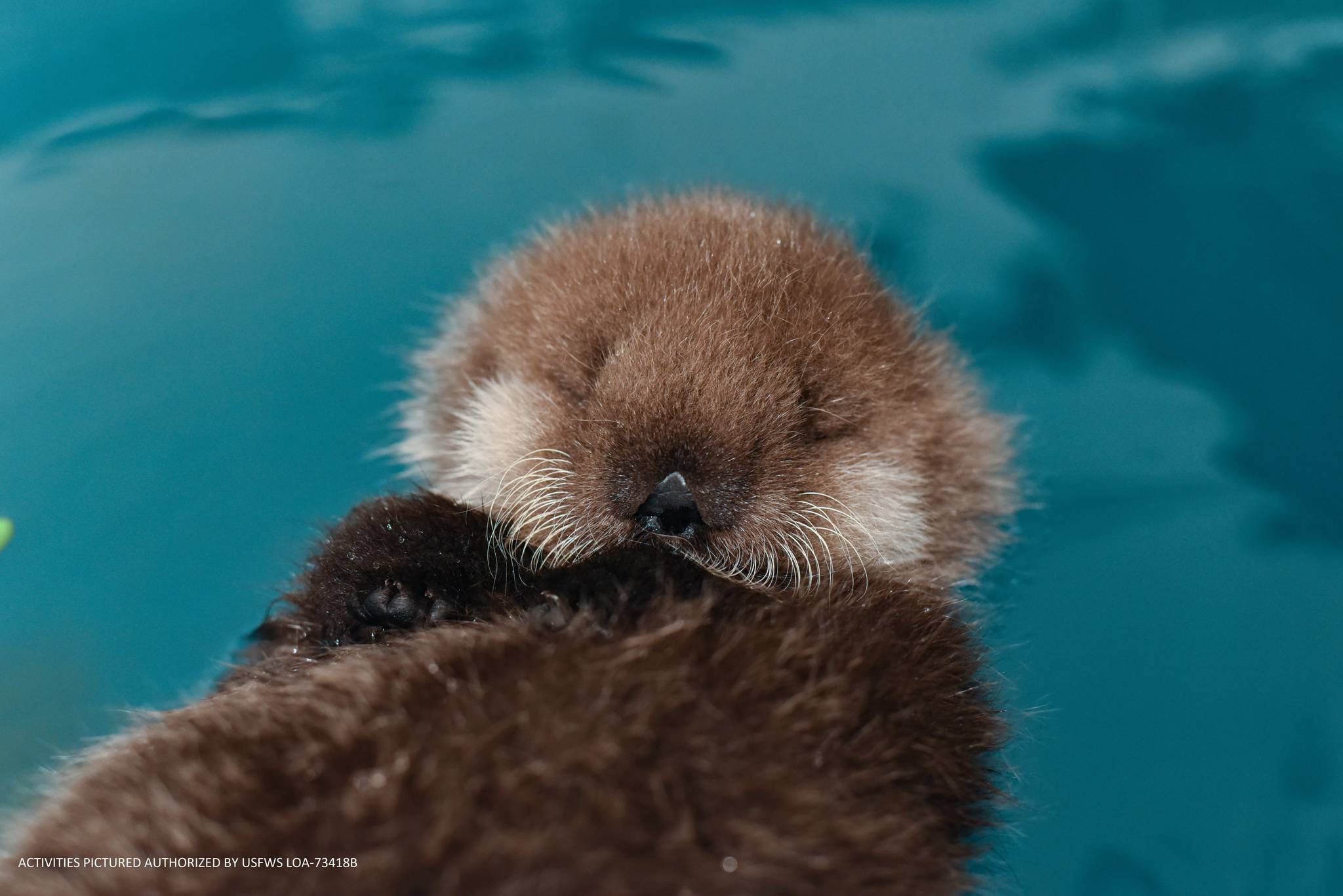 The Alaska SeaLife Center’s newest addition, a male otter pup, is seen here in this undated photo. (Courtesy Alaska SeaLife Center)
