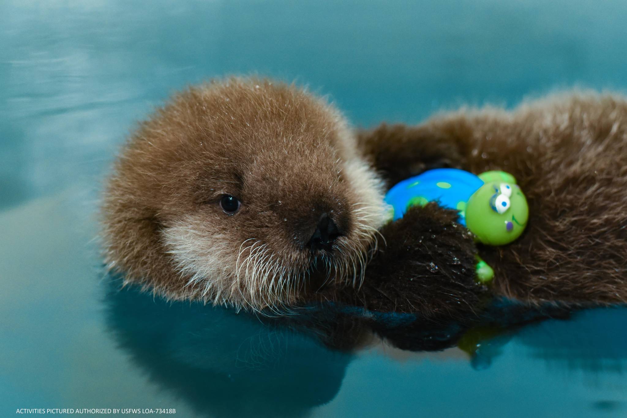 The Alaska Sea Life Center’s newest otter pup can be seen here in this undated photo. (Courtesy Alaska SeaLife Center)