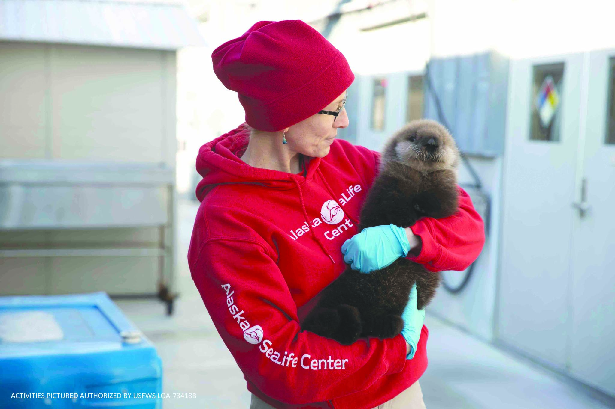 A member of the Alaska SeaLife Center’s Wildlife Response Team holds the newest addition to the SeaLife Center, a male otter pup, in this undated photo. (Courtesy Alaska SeaLife Center)                                A member of the Alaska SeaLife Center’s Wildlife Response Team holds the newest addition to the SeaLife Center, a male otter pup, in this undated photo. (Courtesy Alaska SeaLife Center)