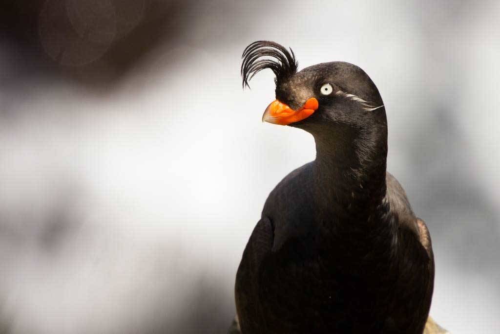 Crested auklets are just one of 30 species of seabirds that we study, but theyղe one of the strangest with their otherworldy eyes, showgirl plumes and tangerine odor. The citrus odor may be important for repelling pests. (Photo by Michael Johns/USFWS)