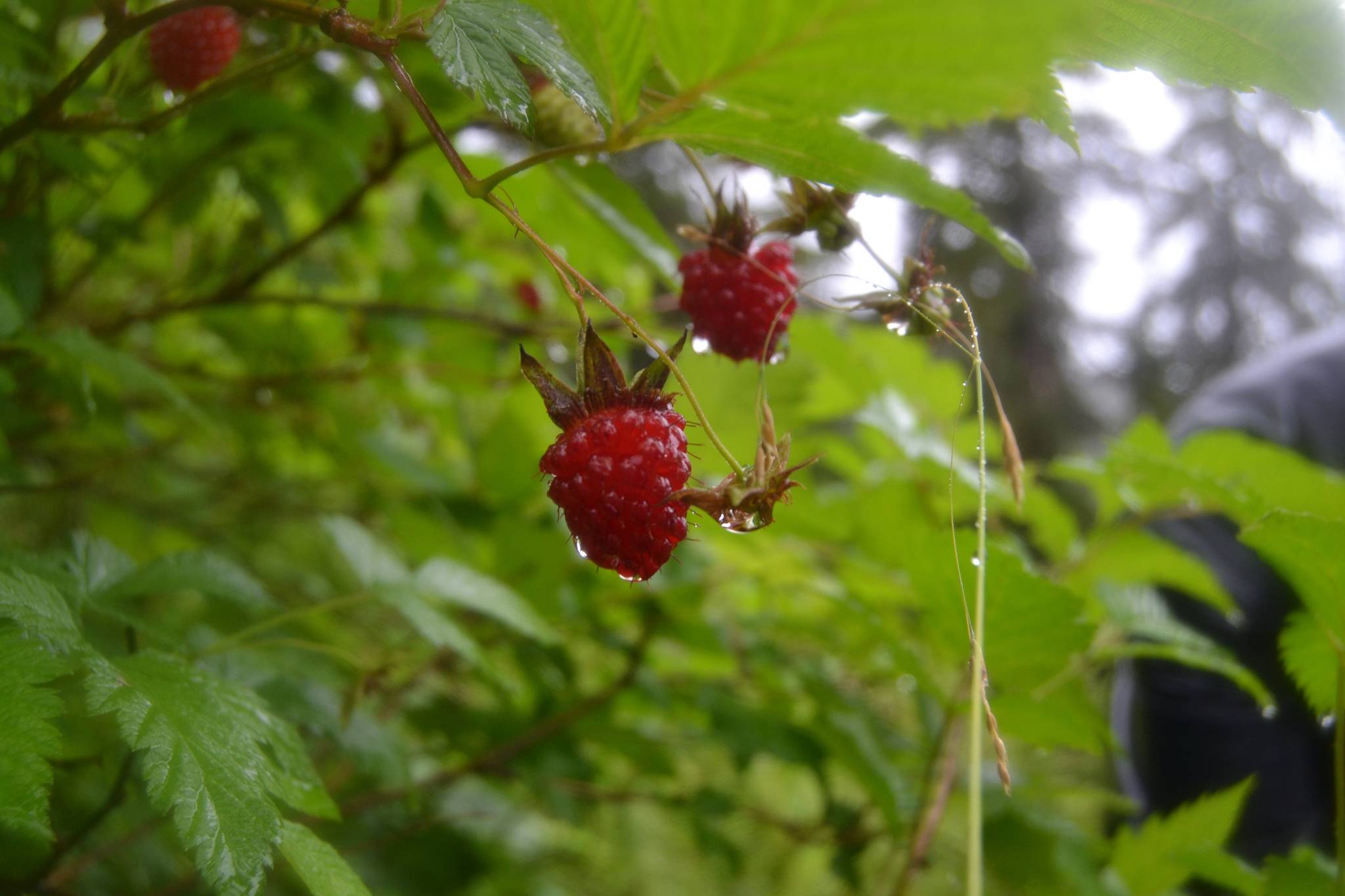 Salmonberries hang fat from a bush on a recent summer. (Photo by Mary Catharine Martin)