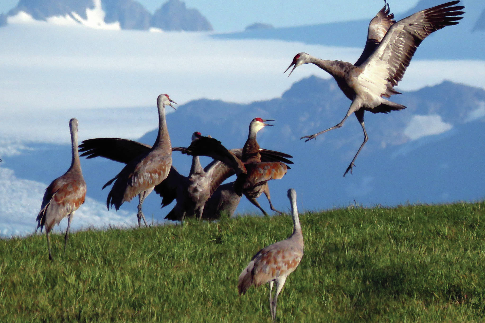 Dancing cranes courtesy of Kachemak Crane Watch. (Photo courtesy of Kachemak Crane Watch)