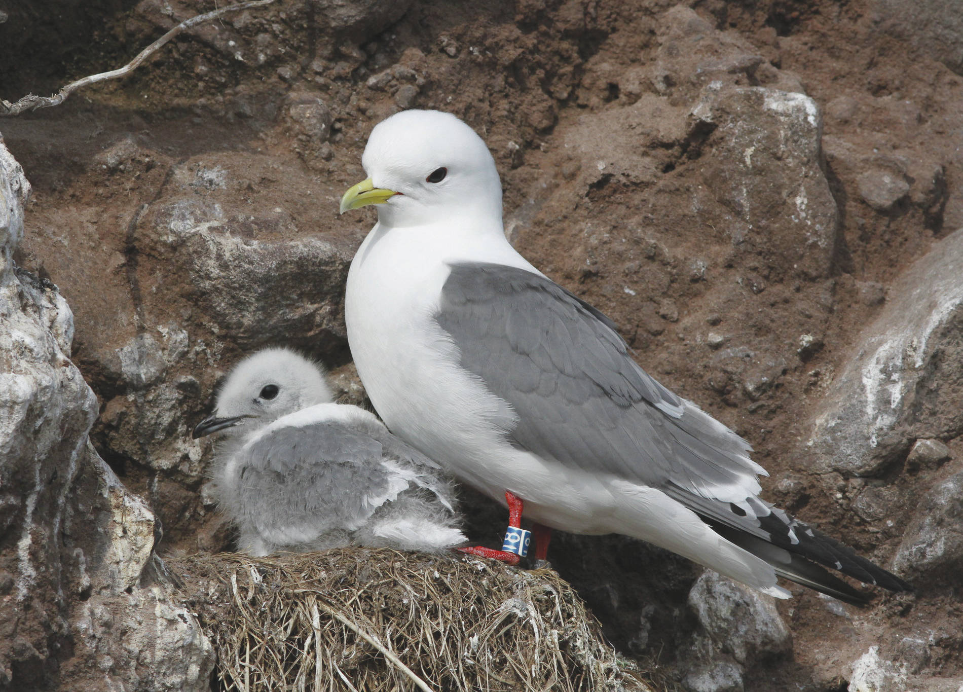 Kittiwakes build their sturdy nests on cliff sides, and they prefer to live in crowded neighborhoods for additional safety from predators. (Photo by Ronan Dugan/USFWS)