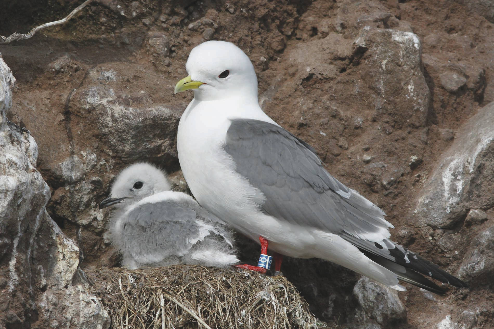 Refuge Notebook: Keeping an eye on birds