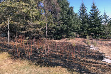 The aftermath of a small grass fire off East Hill Road near Homer, Alaska, is seen here on April 8, 2020. The fire was started by a discarded cigarette. (Photo by Matt James/Alaska Division of Forestry)