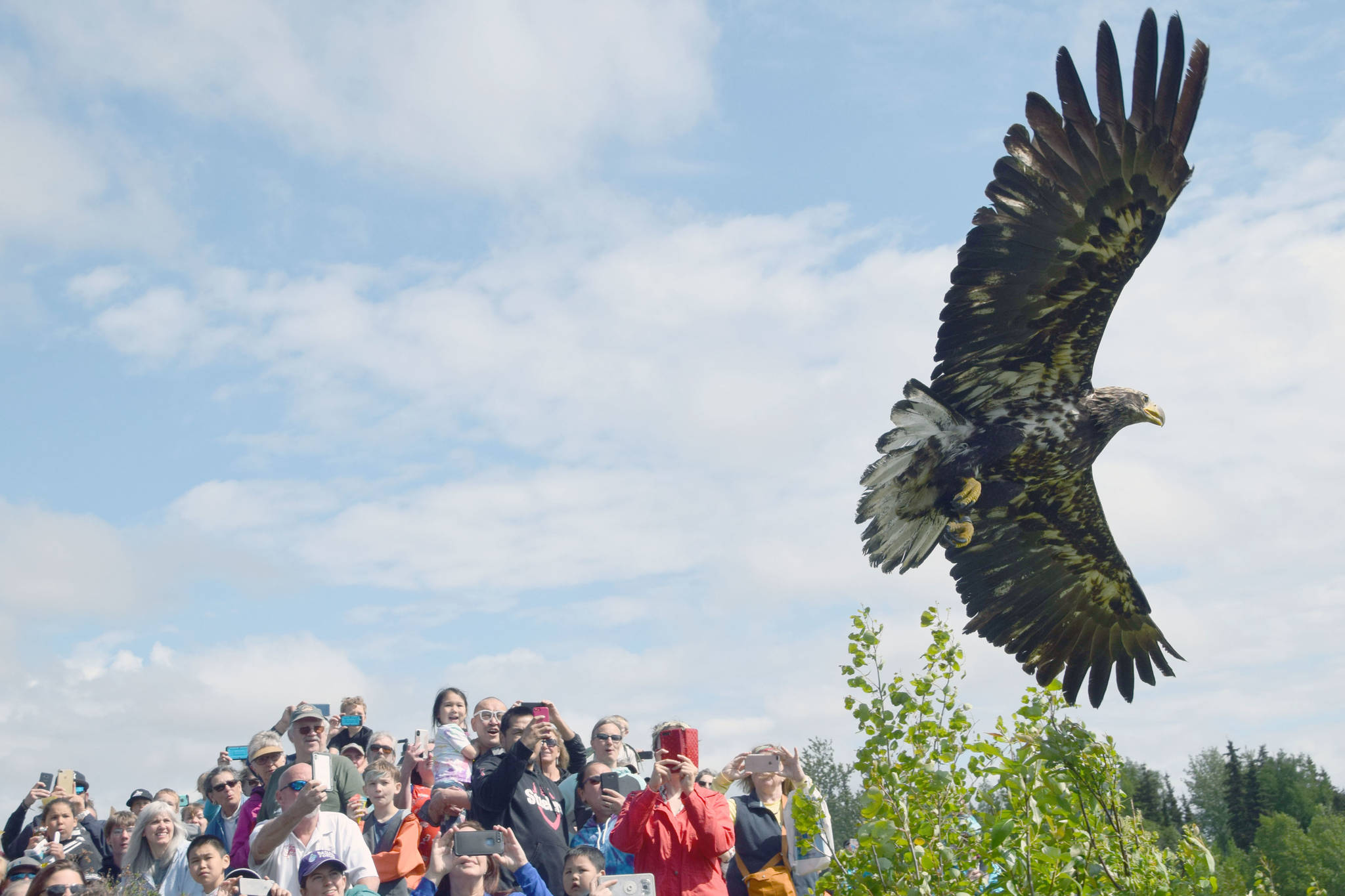 A juvenile bald eagle that was rehabilitated by the Bird Treatment and Learning Center is released into the wild during the Kenai River Festival at Soldotna Creek Park in Soldotna on June 8, 2019.