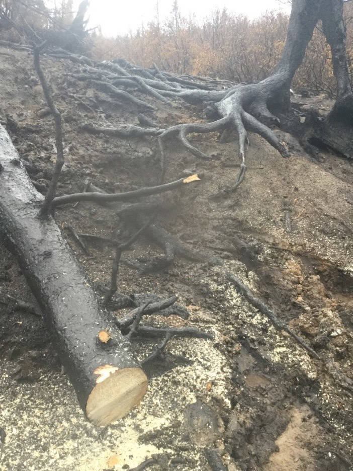 Skyline Trail has damaged tread as well as hazard trees from the Swan Lake Fire. (Photo by Christa Kennedy/Kenai National Wildlife Refuge)