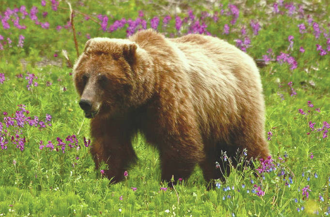 Jacob Pelham / ADFG                                 A brown bear.                                A brown bear. (Photo by Jacob Pelham/ADFG)