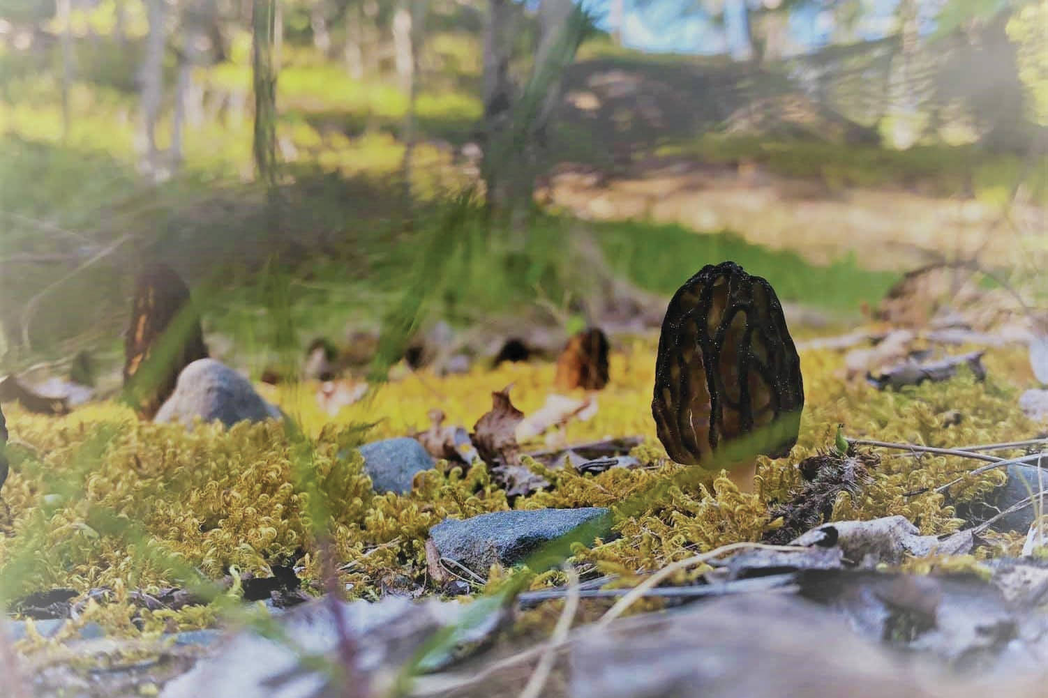 Refuge Notebook: Forest morels: Year after fire brings rewards