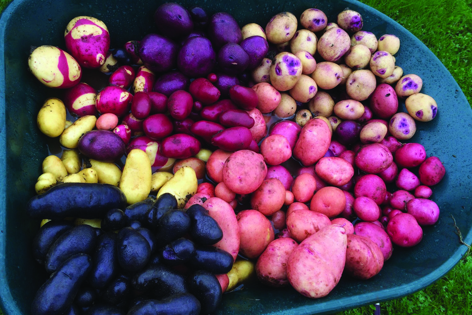 Jane Wiebe’s wheelbarrow of lovely tubers will cause any potato aficionado’s heart to sing. The photo was taken on Oct. 7, 2019, in Homer, Alaska. (Photo by Rosemary Fitzpatrick)