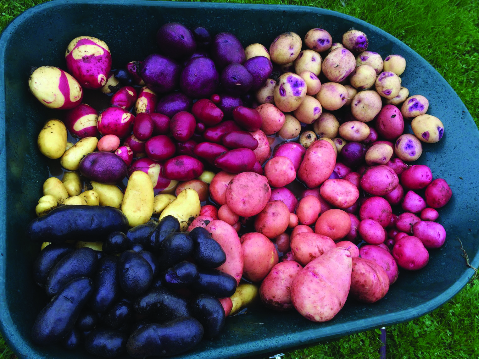 Jane Wiebe’s wheelbarrow of lovely tubers will cause any potato aficionado’s heart to sing. Alaska potatoes are perfect for these spicy potato recipes. The photo was taken on Oct. 7, 2019, in Homer. (Photo by Rosemary Fitzpatrick)                                Jane Wiebe’s wheelbarrow of lovely tubers will cause any potato aficionado’s heart to sing. The photo was taken on Oct. 7, 2019, in Homer, Alaska. (Photo by Rosemary Fitzpatrick)