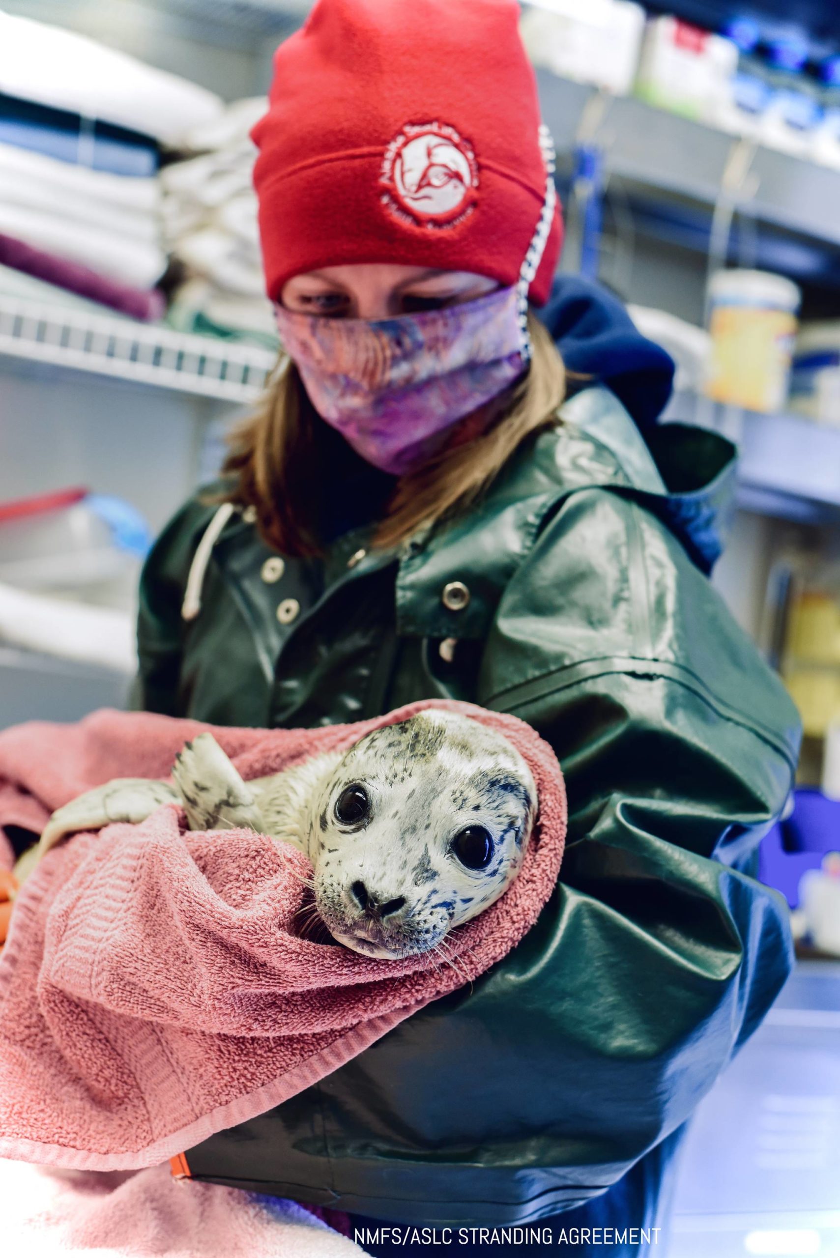 A female harbor seal pup that was admitted to the Alaska SeaLife Center’s Wildlife Response Program on May 4 is seen here in this undated photo. (Photo courtesy Alaska SeaLife Center)