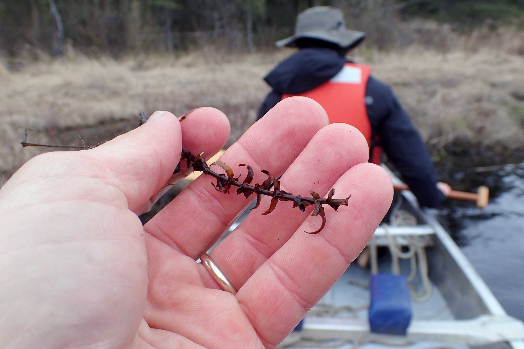 The last strand of elodea on the Kenai Peninsula was found during a survey in May 2019. This fragment is brown and brittle, signs of dying from having been treated with herbicide since 2017. (Photo by Matt Bowser/Kenai National Wildlife Refuge).