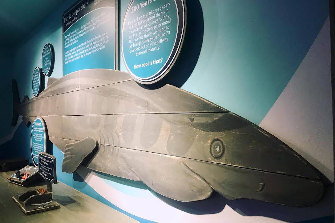 An exhibit at the Alaska SeaLife Center is photographed on July 23, 2019, in Seward . (Photo courtesy of the Alaska SeaLife Center)