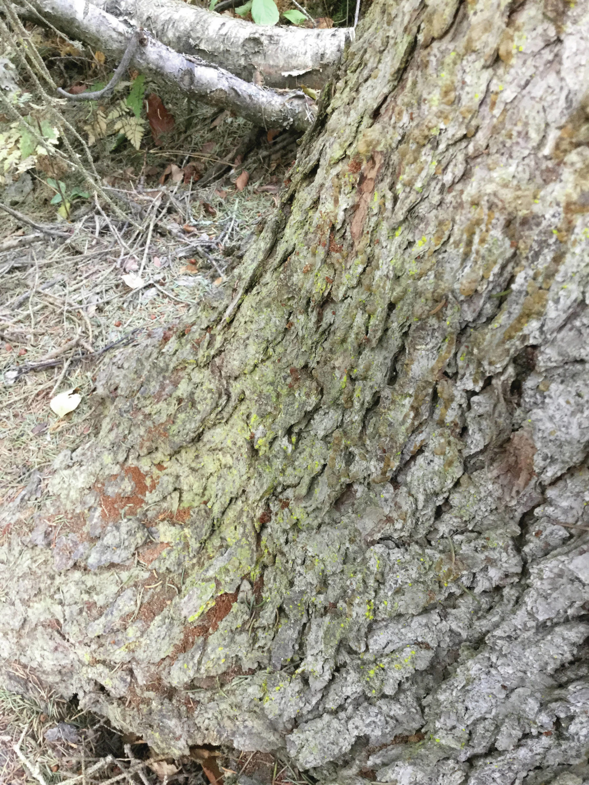 Boring dust at the base of an infested white spruce tree. (Photo by Dawn Robin Magness/Kenai National Wildlife Refuge)