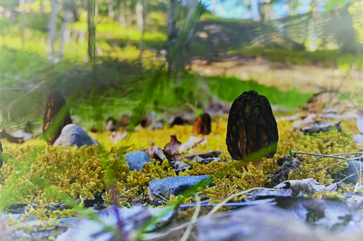 A morel mushroom grows in disturbed gravel on the Kenai National Wildlife Refuge. (Photo credit: USFWS)