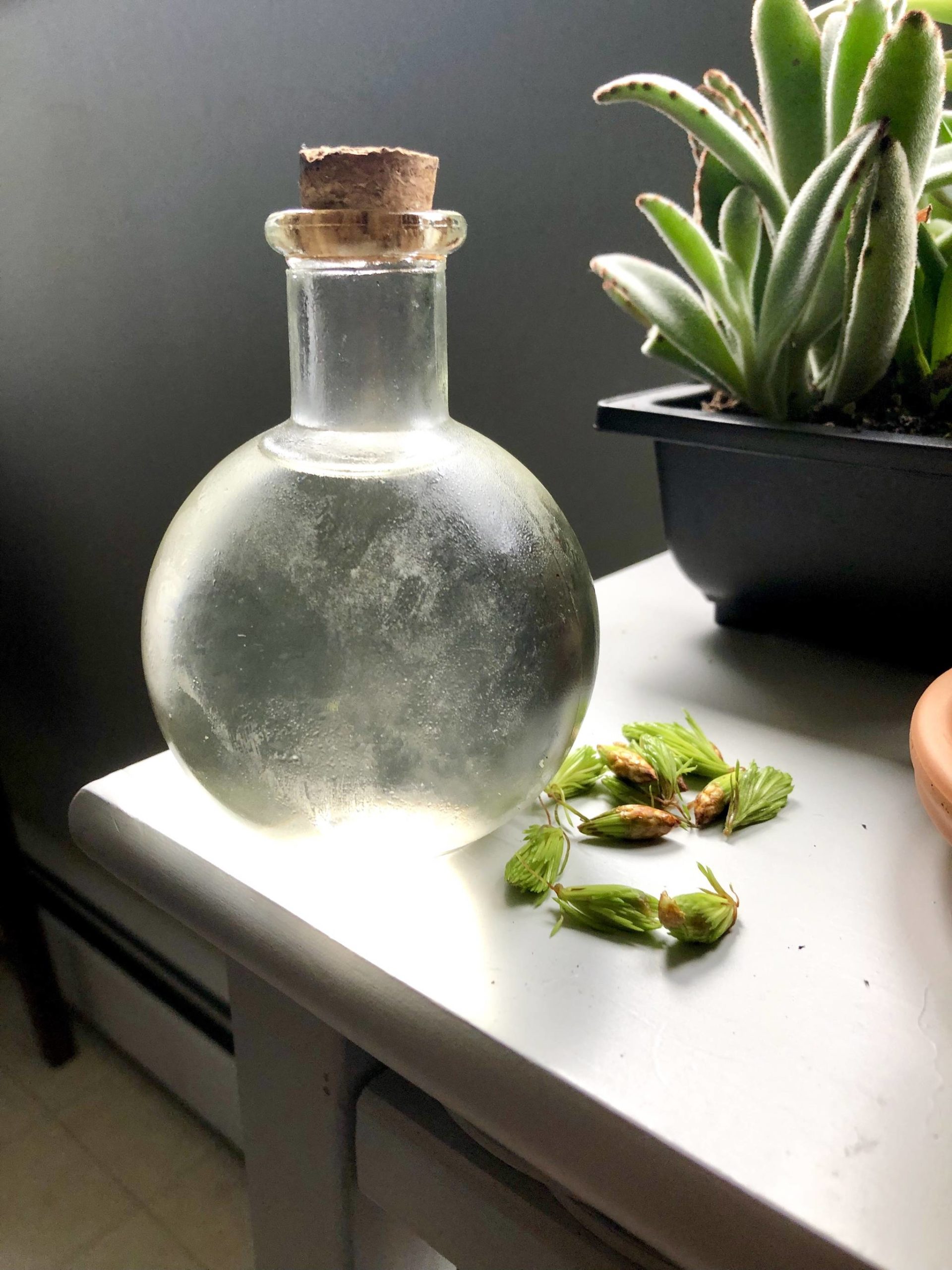 A simple syrup made from locally harvested spruce tips is photographed in the author’s Anchorage kitchen on Tuesday, May 26, 2020. Photo by Victoria Petersen/Peninsula Clarion