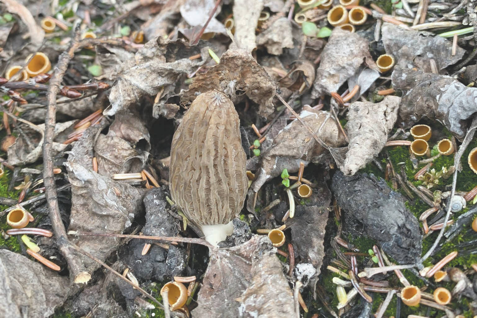 Refuge Notebook: The roles of morels