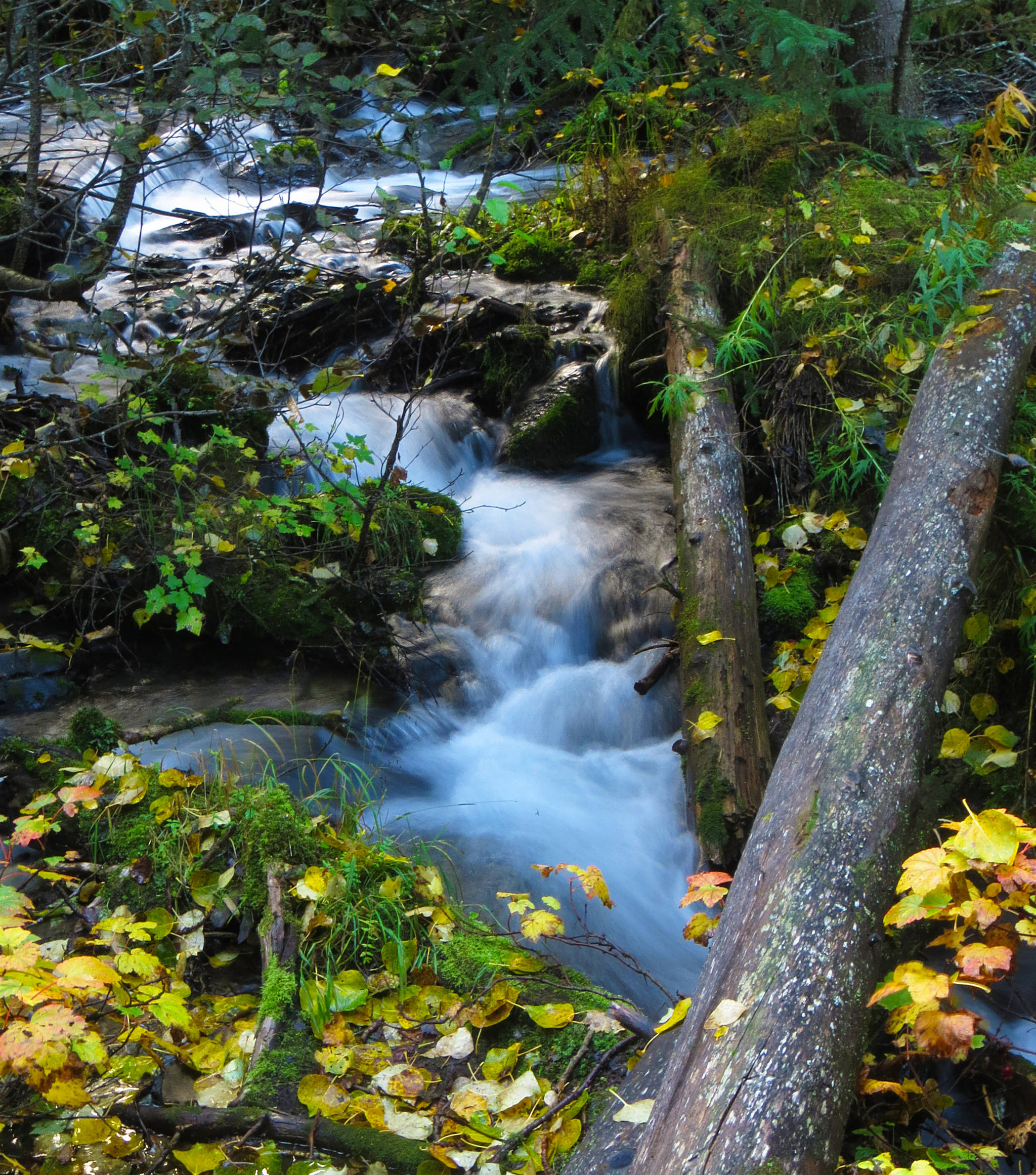 Autumn on Shackleford Creek, near Cooper Landing, can be a beautiful time. (Photo by Clark Fair)