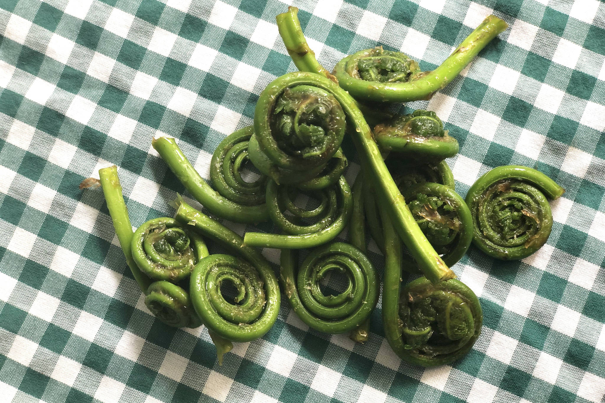 Fiddlehead ferns shooting up from the ground, on May 24 in Anchorage, Alaska. (Photo by Victoria Petersen/Peninsula Clarion)