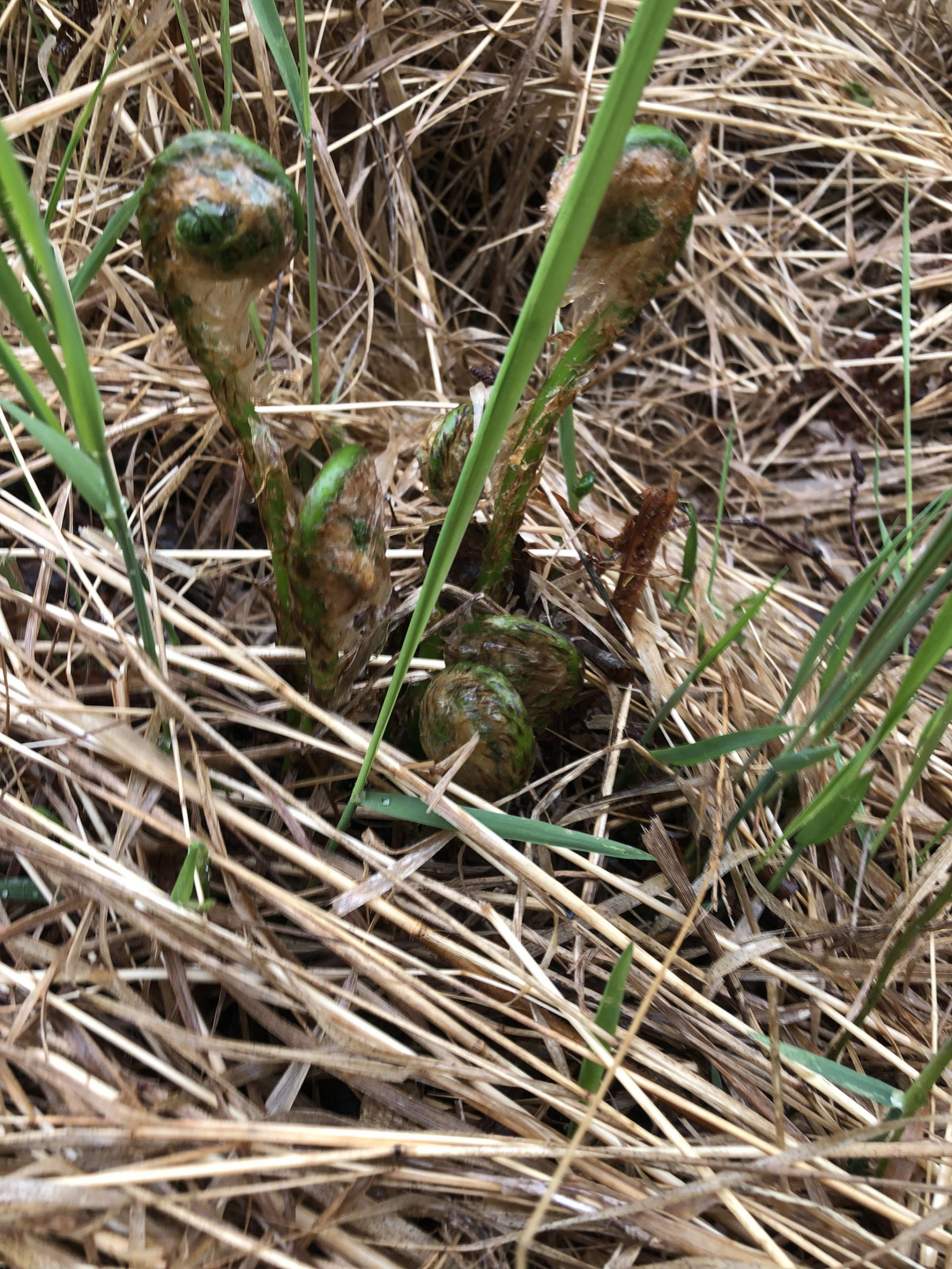 Fiddlehead ferns shooting up from the ground, on May 24 in Anchorage, Alaska. (Photo by Victoria Petersen/Peninsula Clarion)