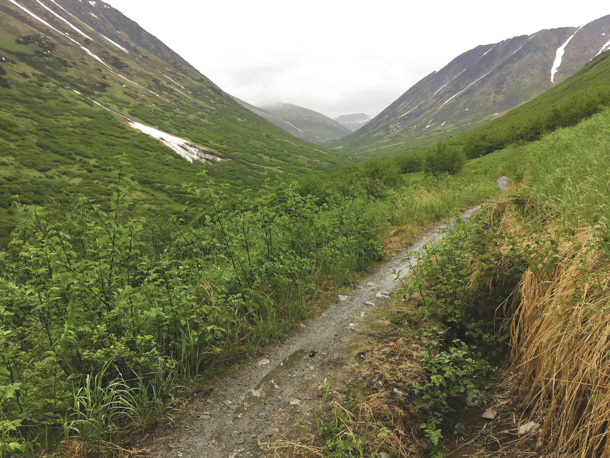 Jeff Helminiak / Peninsula Clarion                                 The Devil’s Creek Trail in Chugach National Forest in June 2018. (Photo by Jeff Helminiak / Peninsula Clarion)