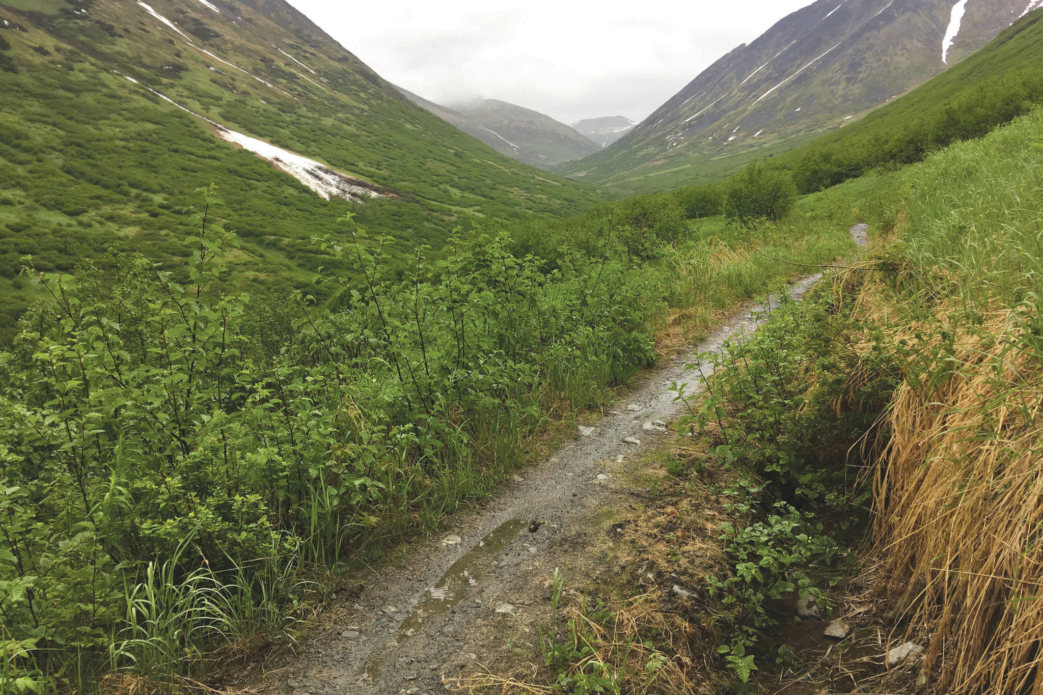 The Devil’s Creek Trail in Chugach National Forest, seen June 15, 2018. (Photo by Jeff Helminiak/Peninsula Clarion)