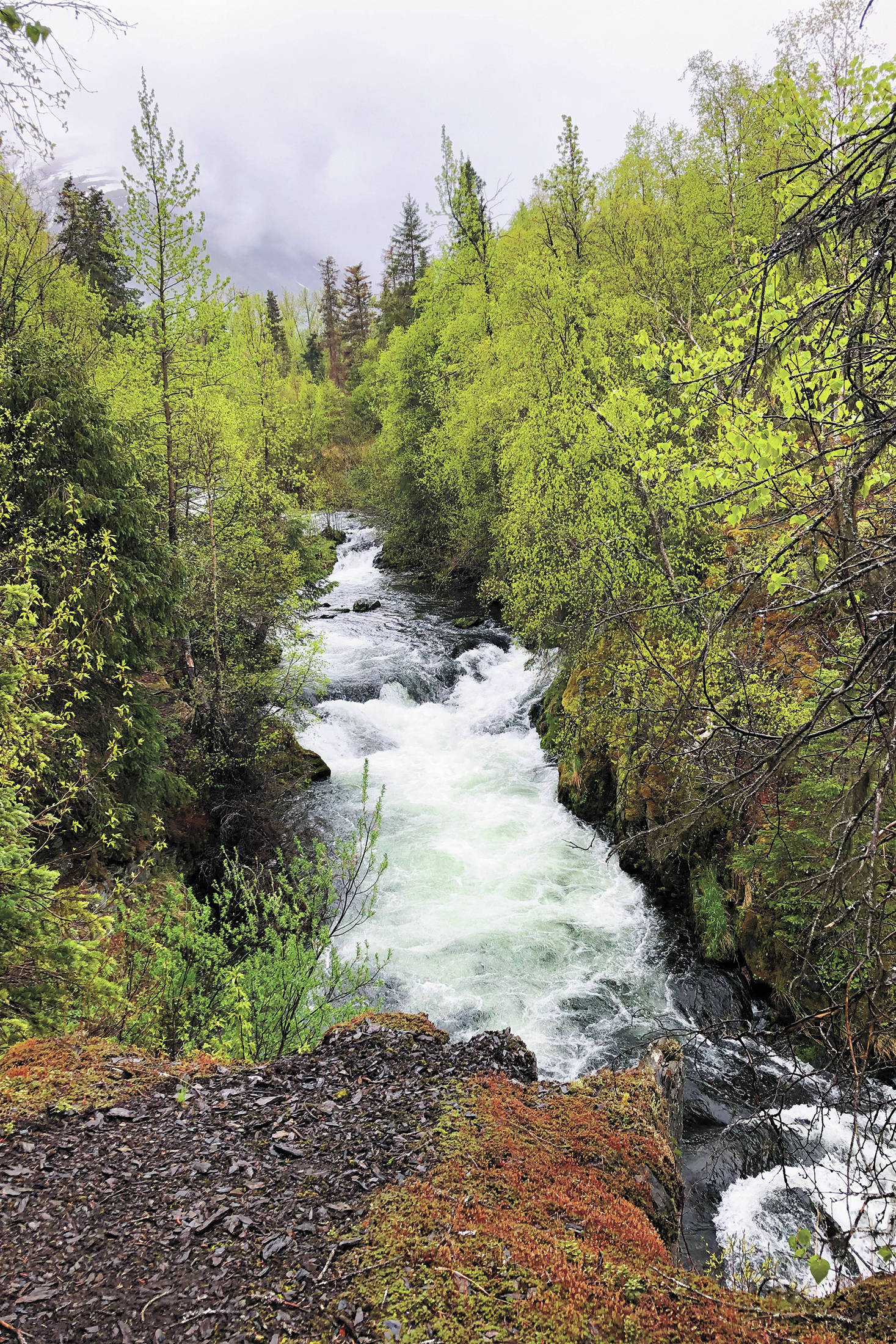 The Russian River Falls flow through the trees on a rainy, overcast Sunday, May 24, 2020 in Cooper Landing, Alaska. (Photo by Megan Pacer/Homer News)