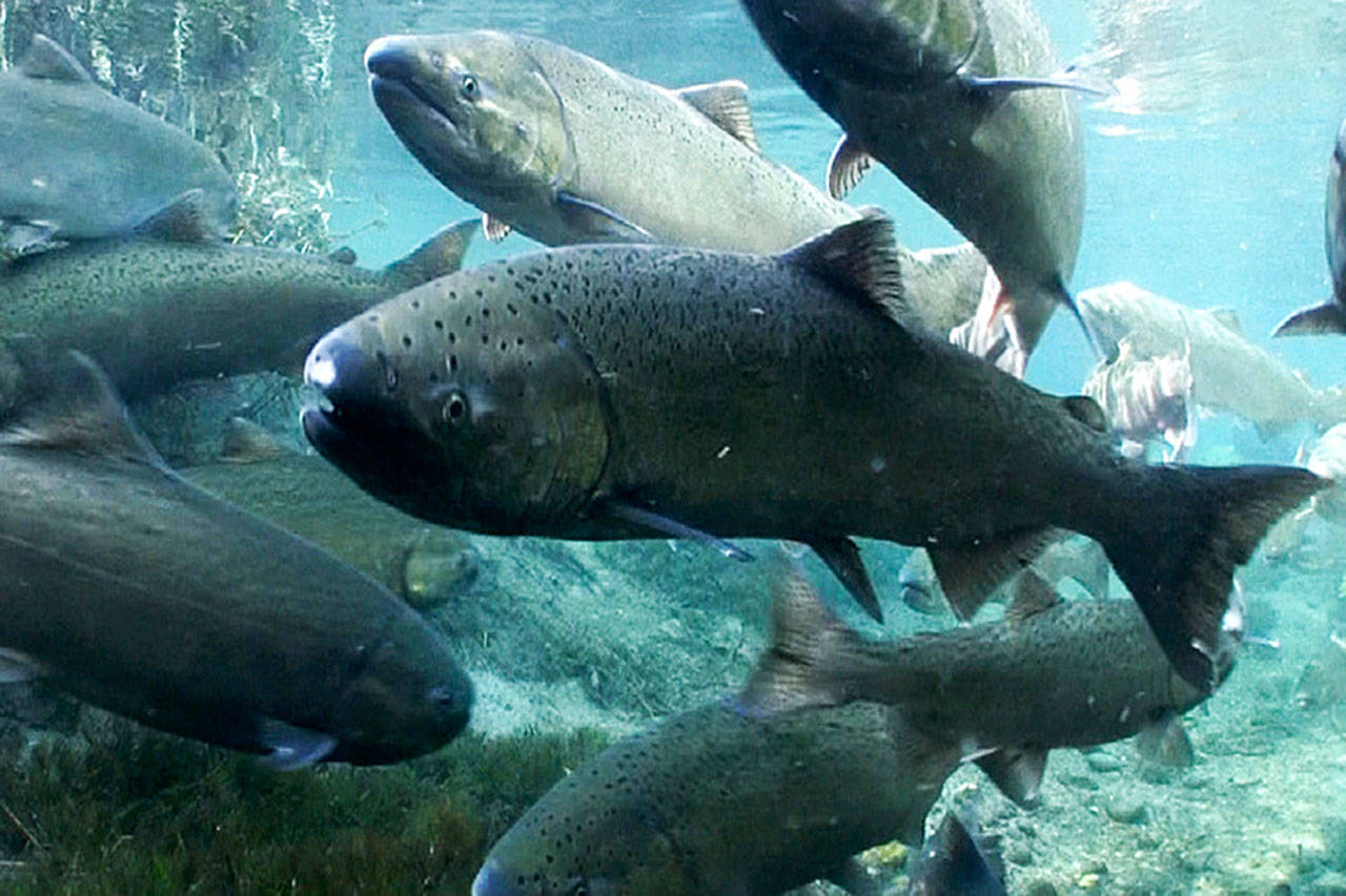 Spring Chinook Salmon. Photo courtesy Michael Humling, US Fish & Wildlife Service